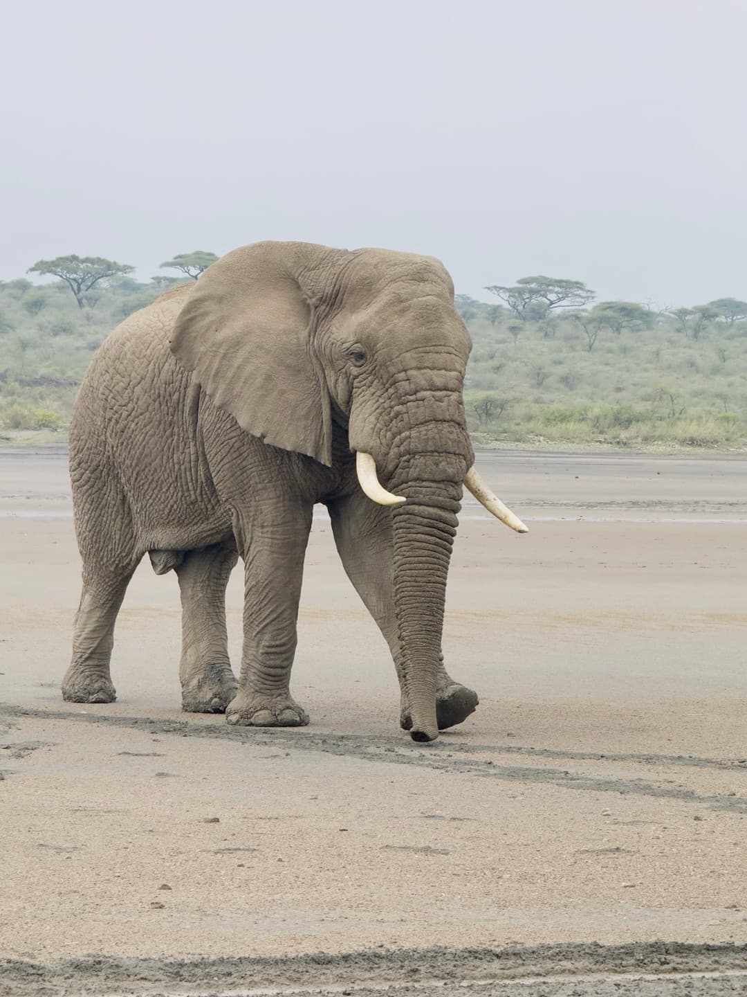 Tanzania plains