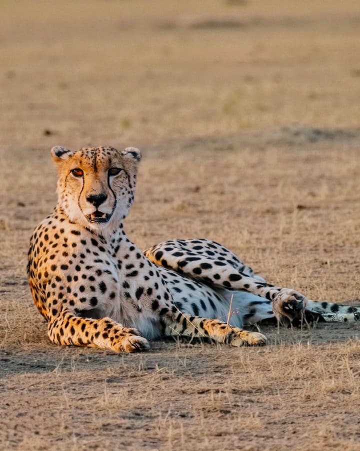Mkomazi National Park