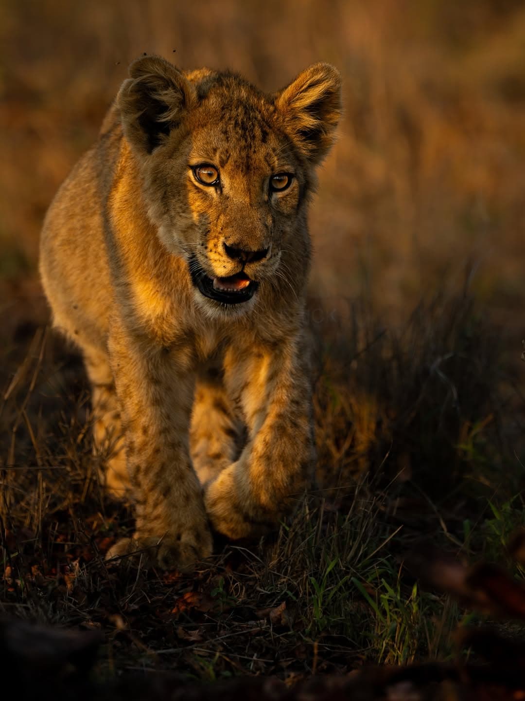 Tarangire National Park
