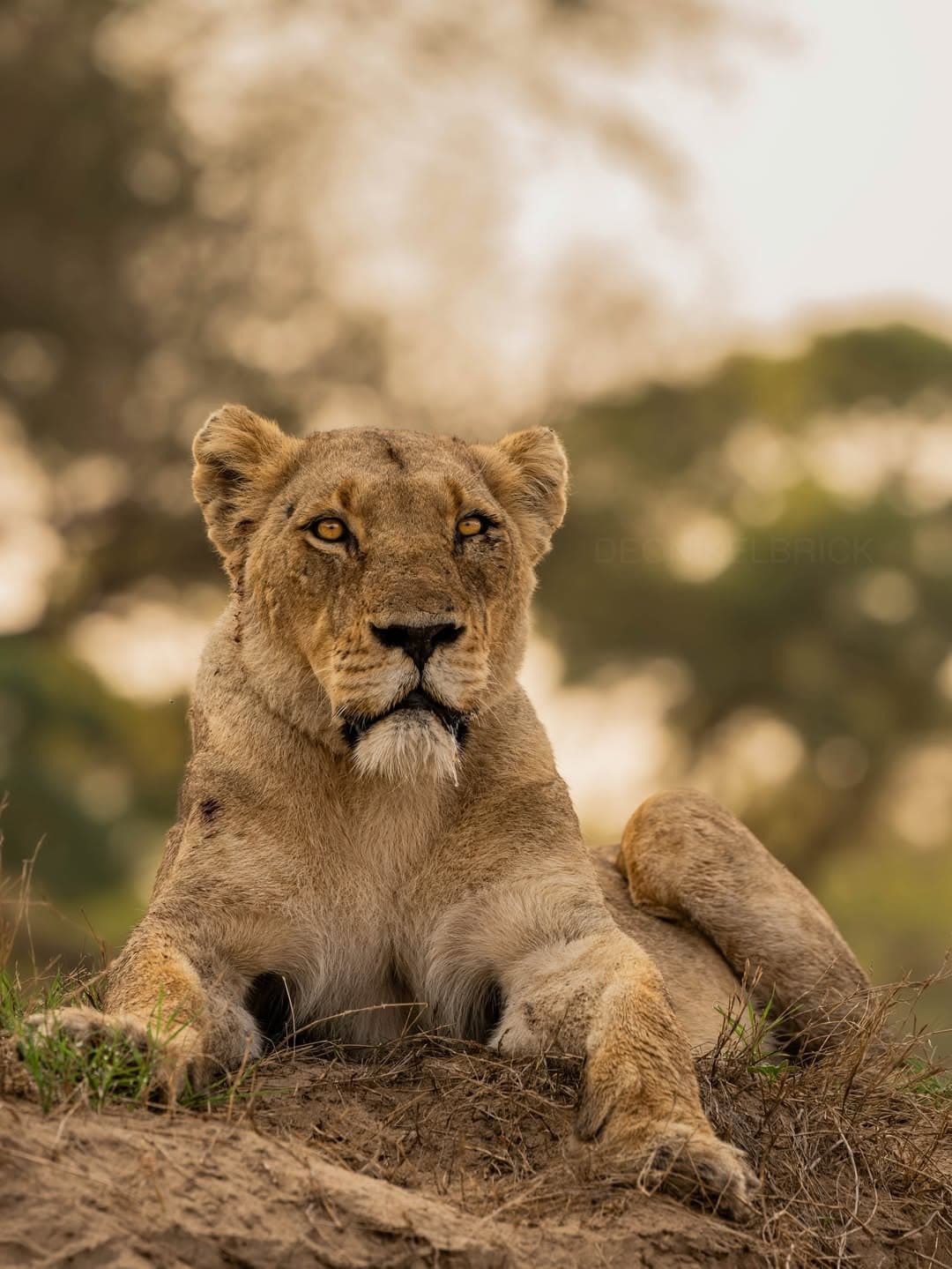 Udzungwa Mountains National Park