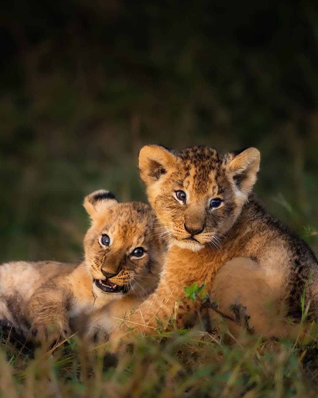 Walking Safari