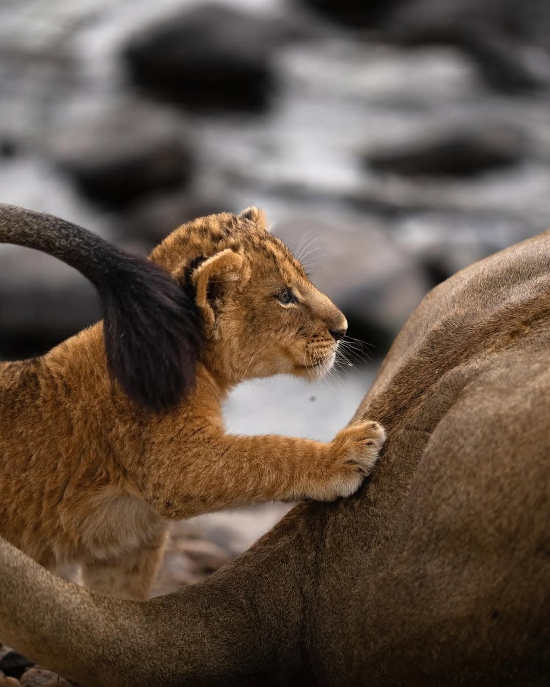 Mikumi National Park