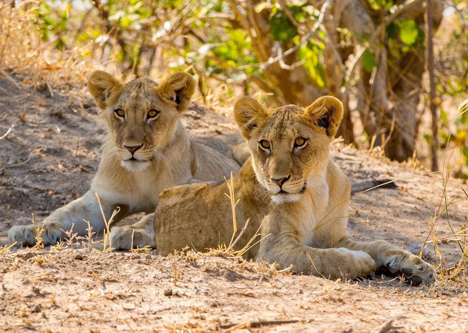 Mkomazi National Park