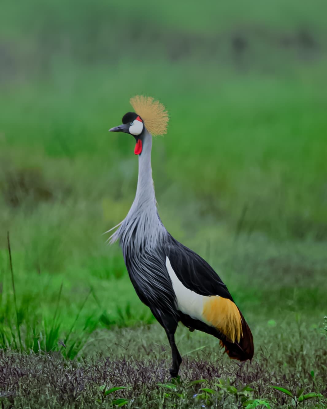 Safari game drive