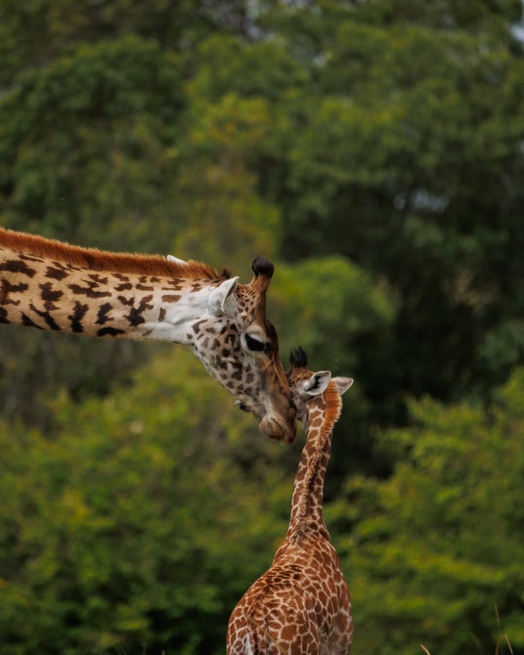 Arusha National Park