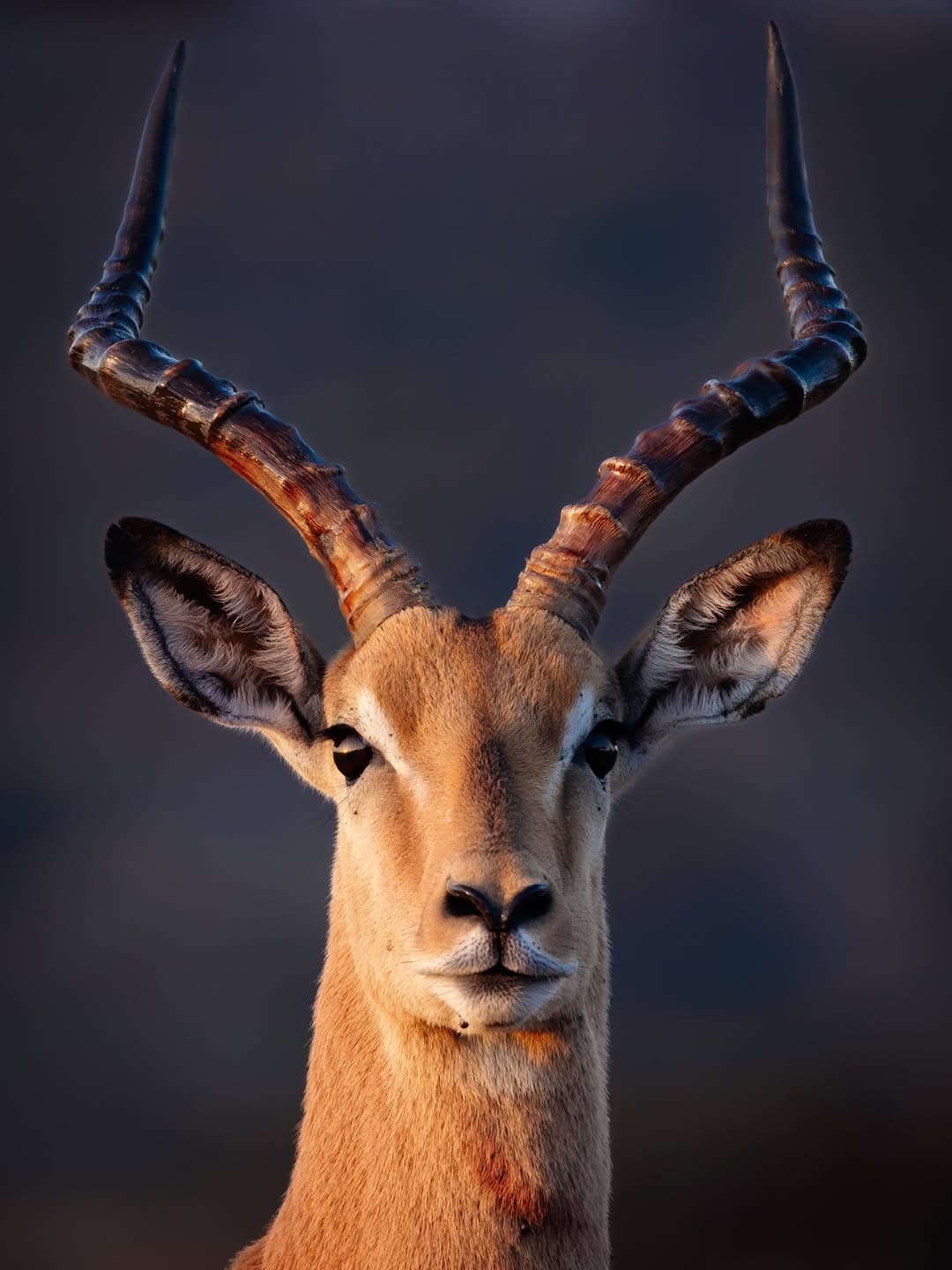 Safari landscape