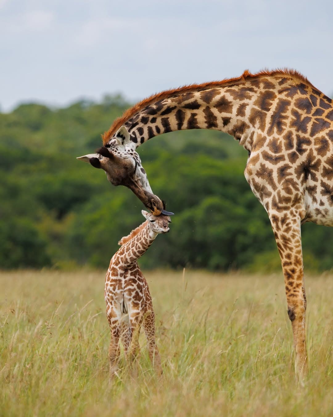 Safari Adventures