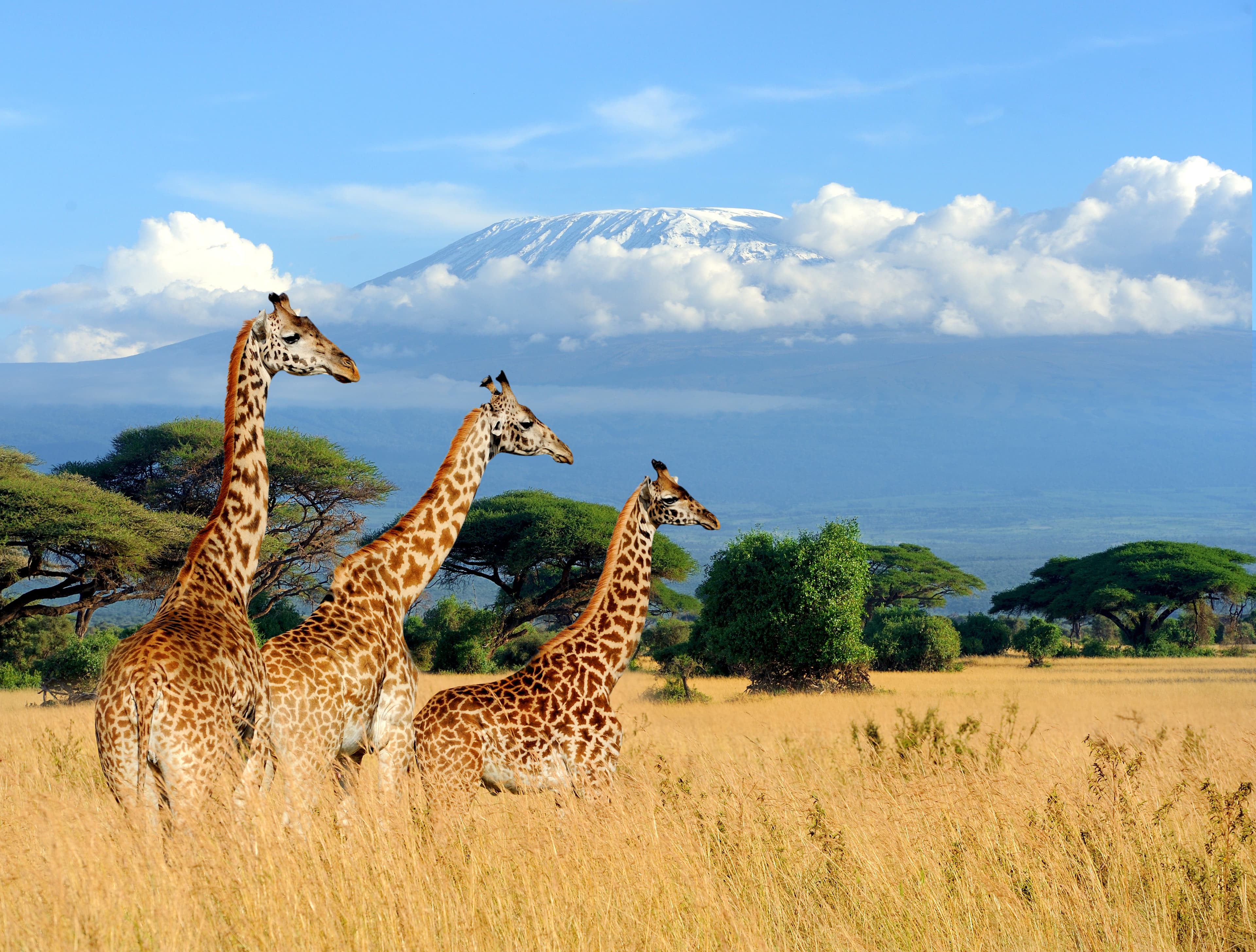 Unforgettable Sports & Safari!