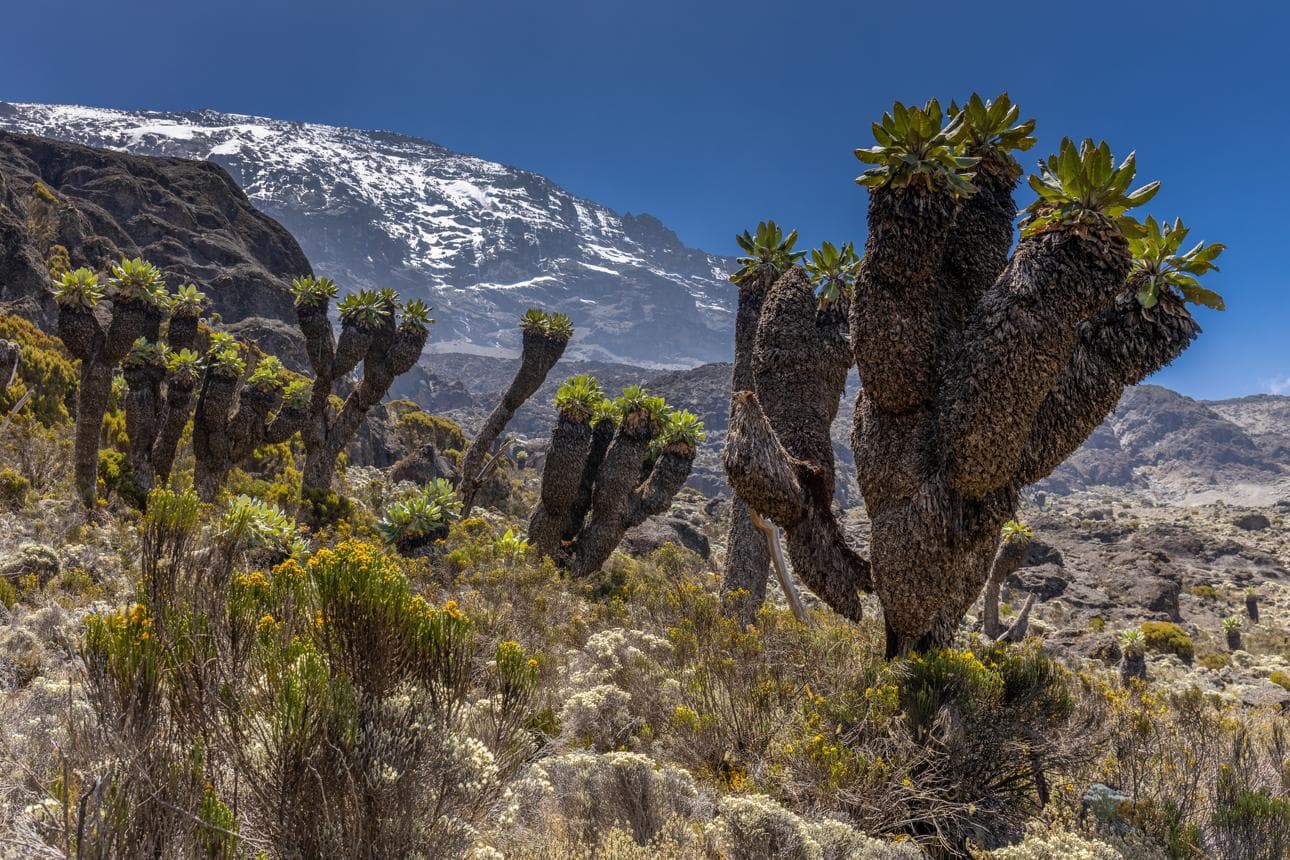Mount Kilimanjaro Day Hike