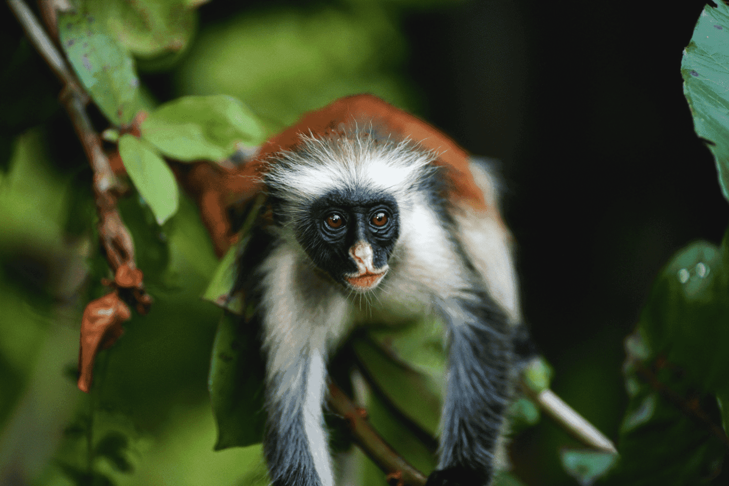 Jozani Forest & Red Colobus Monkey Tour