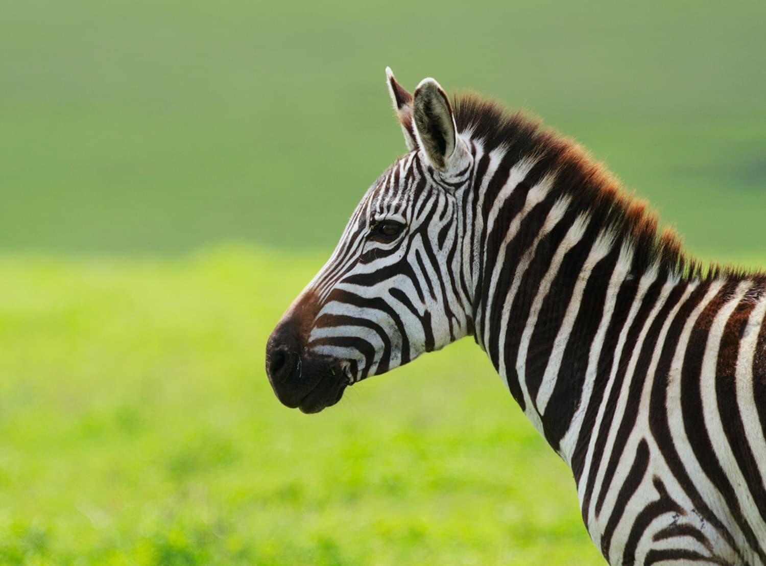 Serengeti Wildlife Safari Experience